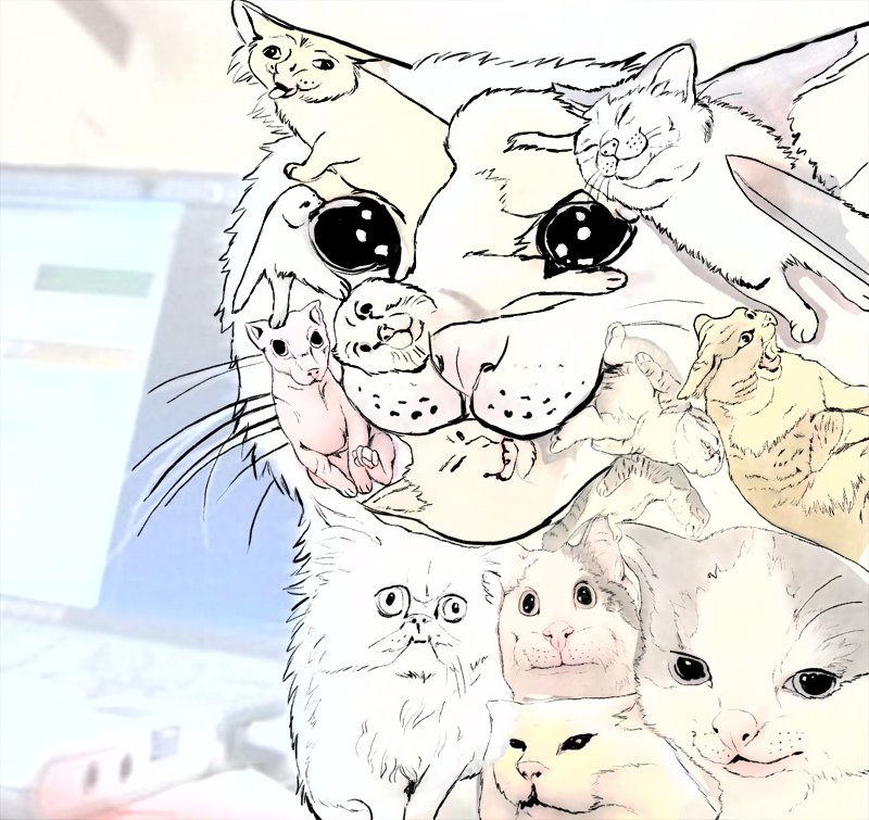 memecat.png