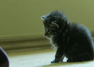 mind + tiny touch of truth.gif