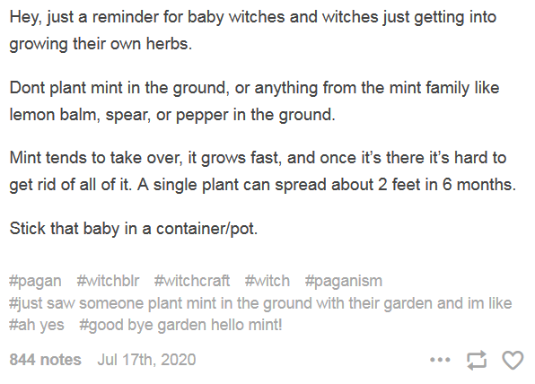 mint.PNG