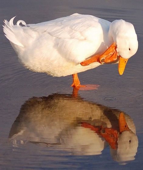 mirror13.jpg