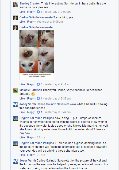 MMS Carlos bleached a cat.png