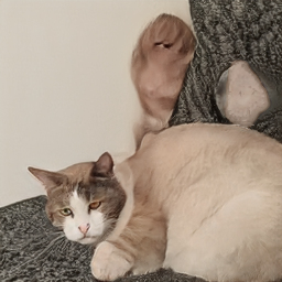 mycat.jpg