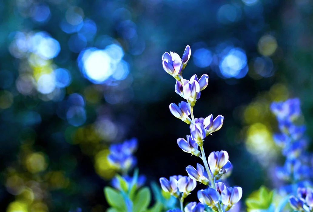 nature1.webp