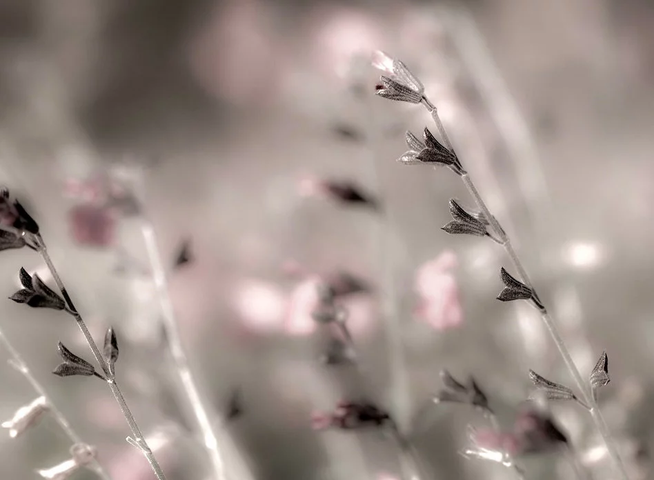 nature3.webp