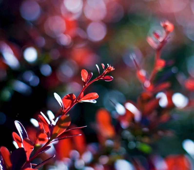 nature4.webp