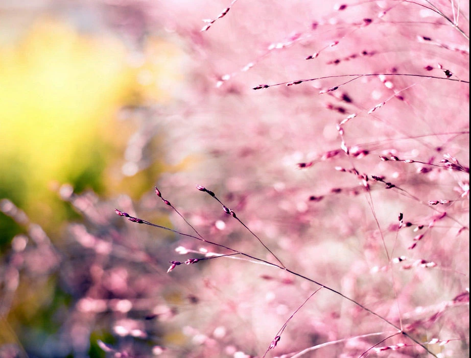 nature4.webp