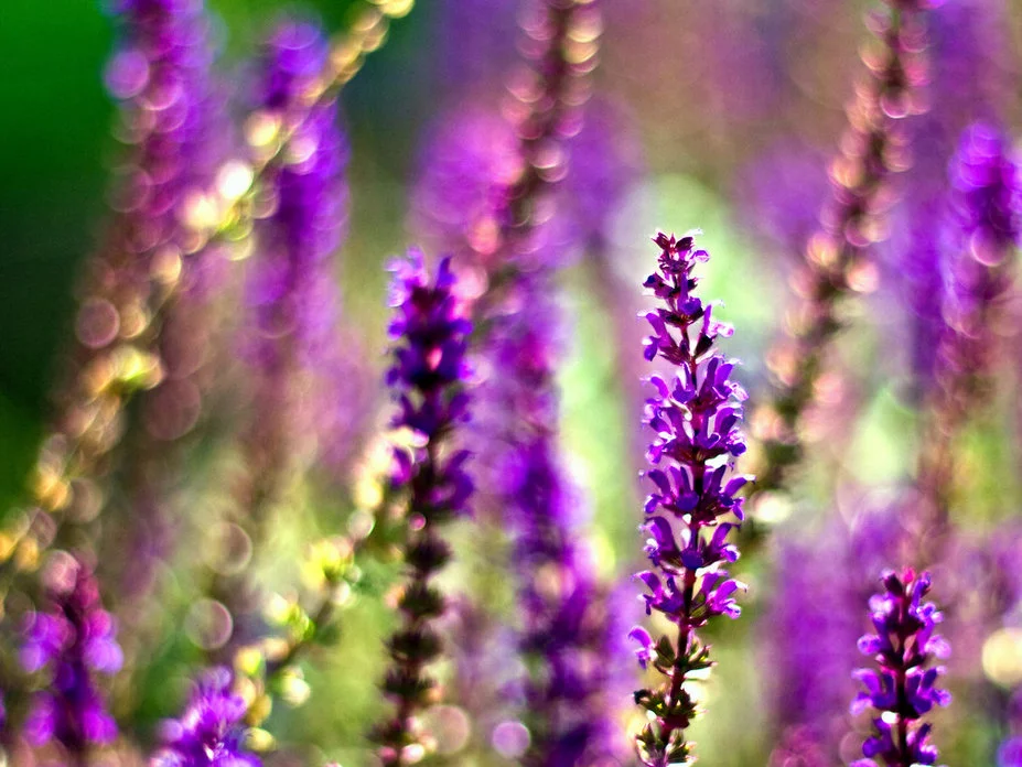 nature5.webp