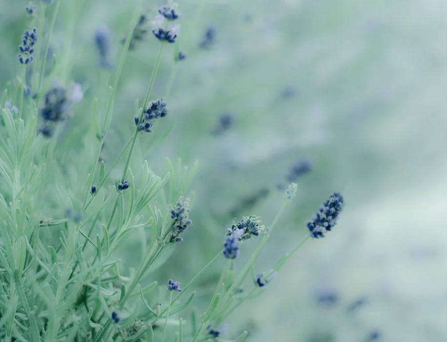 nature5.webp