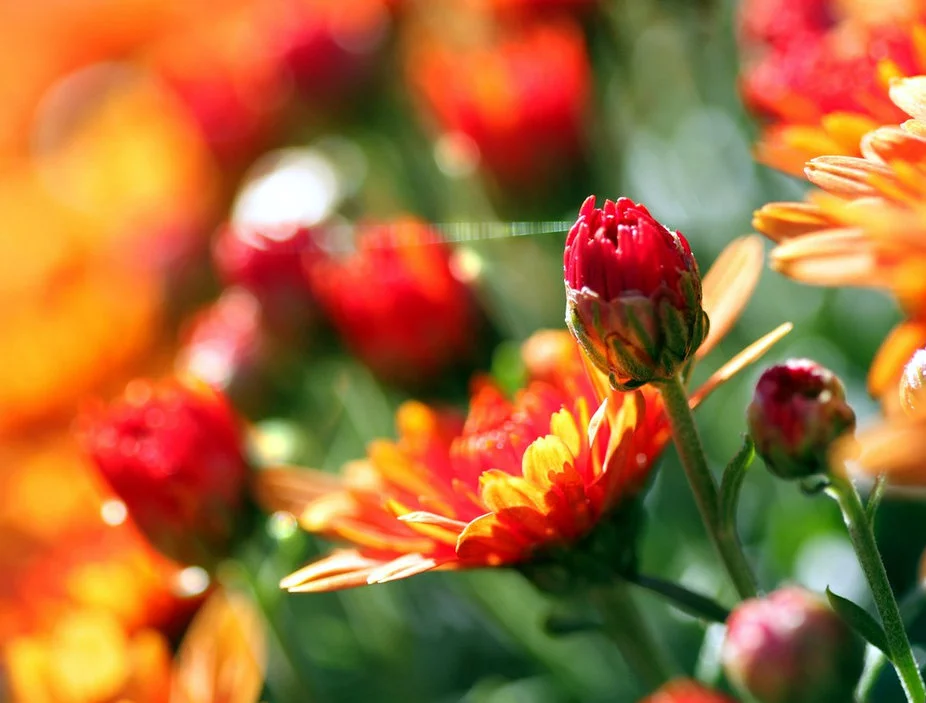 nature6.webp