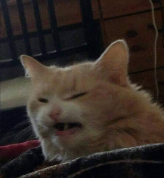 oldkot.png