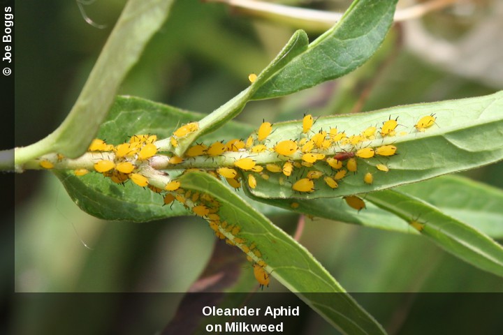 oleanderaphids.jpg