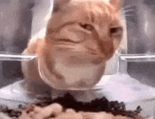 orange-cat-cat.gif