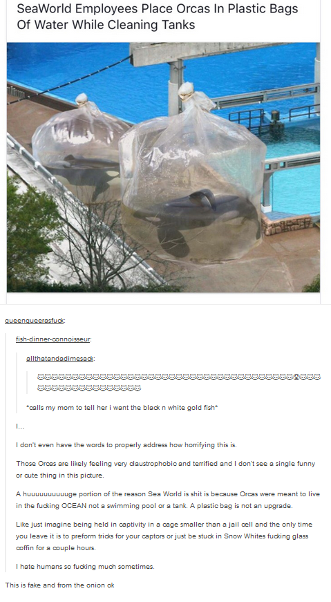 orcas.png