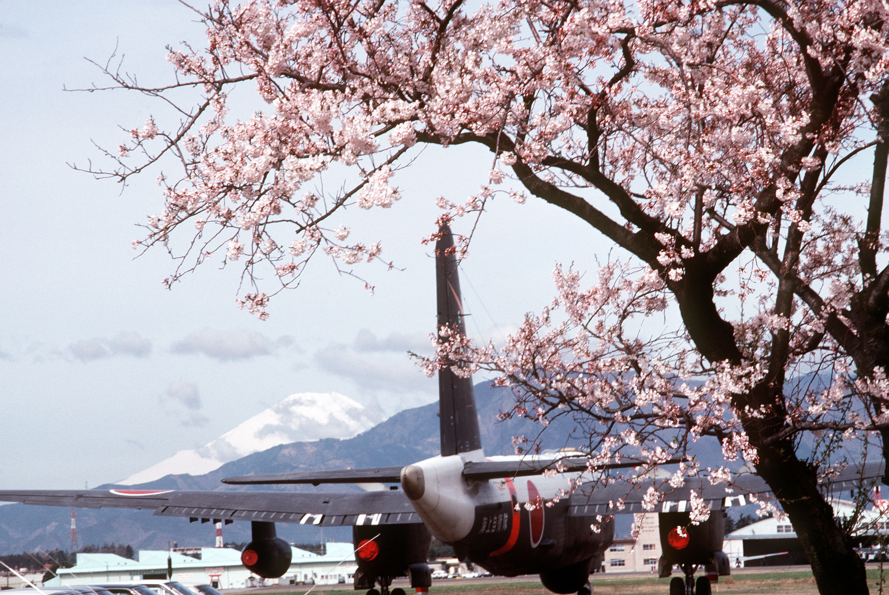 P-2J_in_cherry_blossoms.JPEG