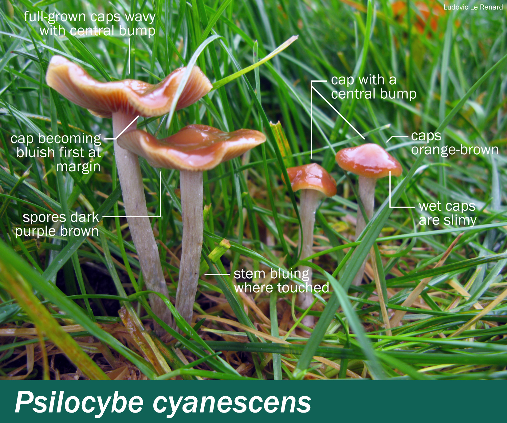 P_cyanescens-annotated.jpg