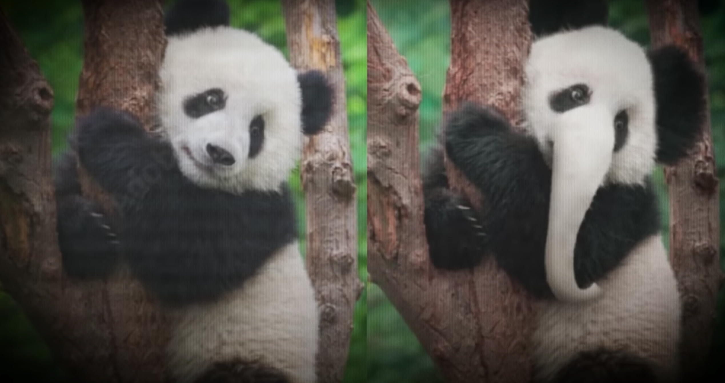 pandaphant.png