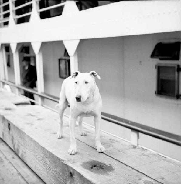 patsyannonship.webp