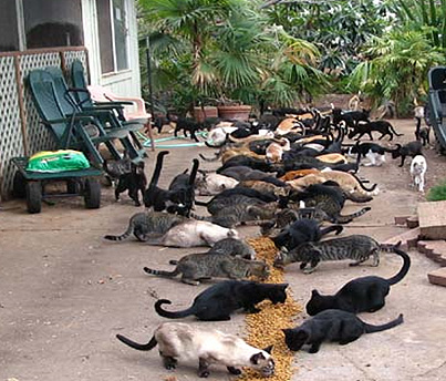 petcoscoop-dot-com.jpg