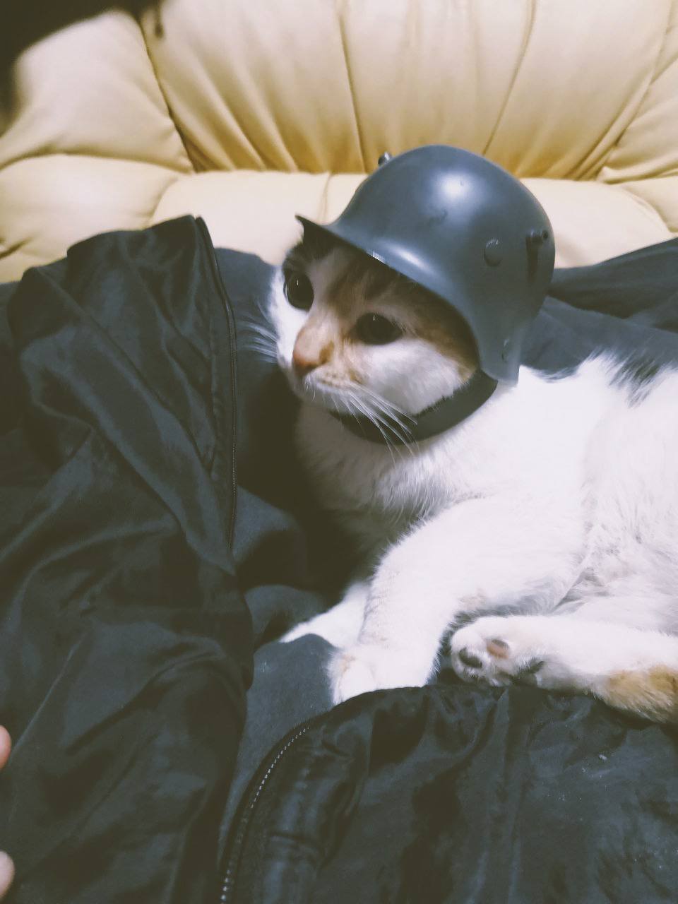 Котик в каске военной