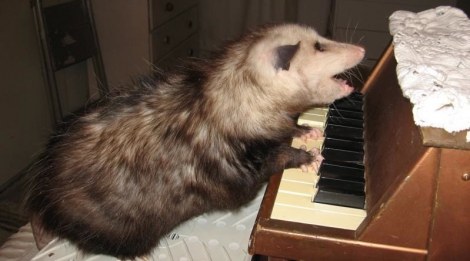 pianopossum.jpeg
