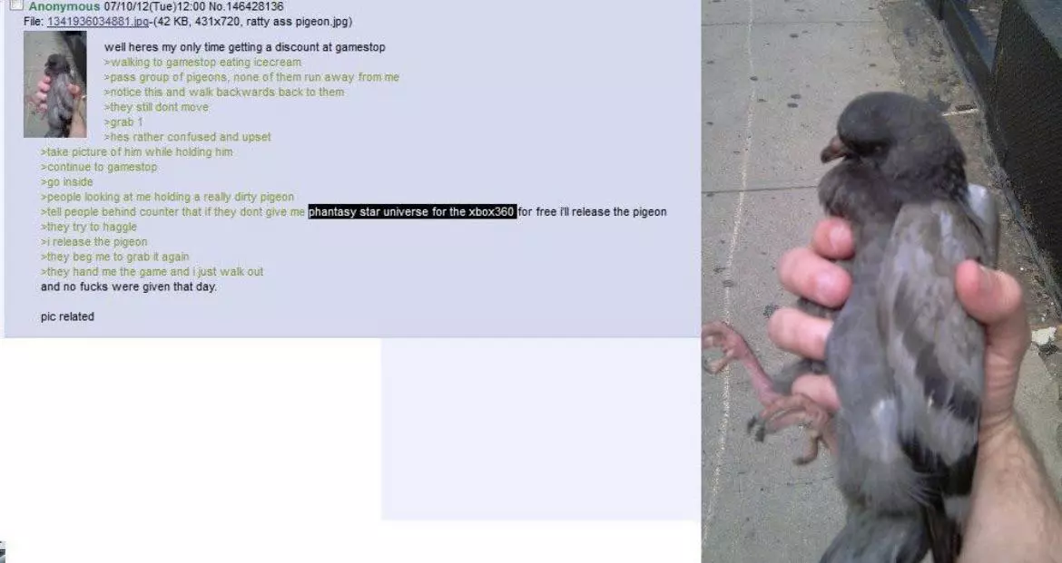 pigeon robbery.webp