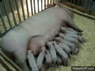 piglets.gif