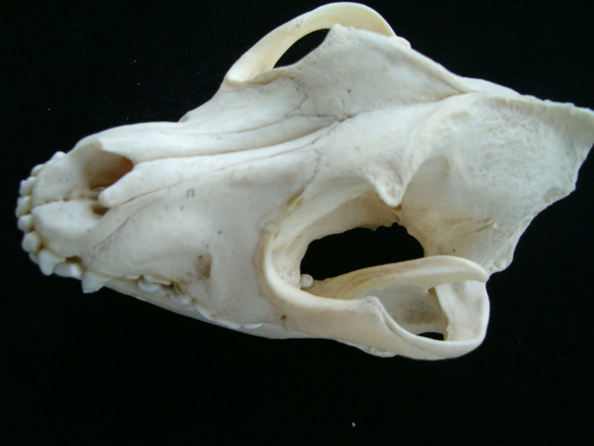 Pitbull-skull-Triangular-temporal-fossa-clearly-defined-by-prominent-external-and.jpg