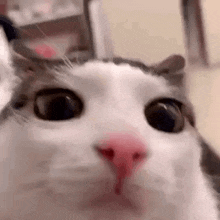 plink-cat-plink.gif