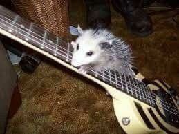 possumonguitar.jpeg