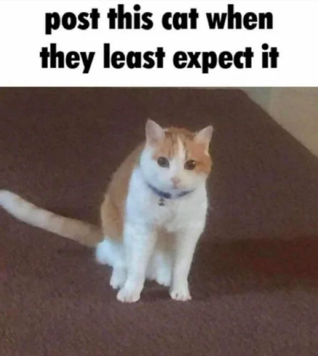 postthiscat.png
