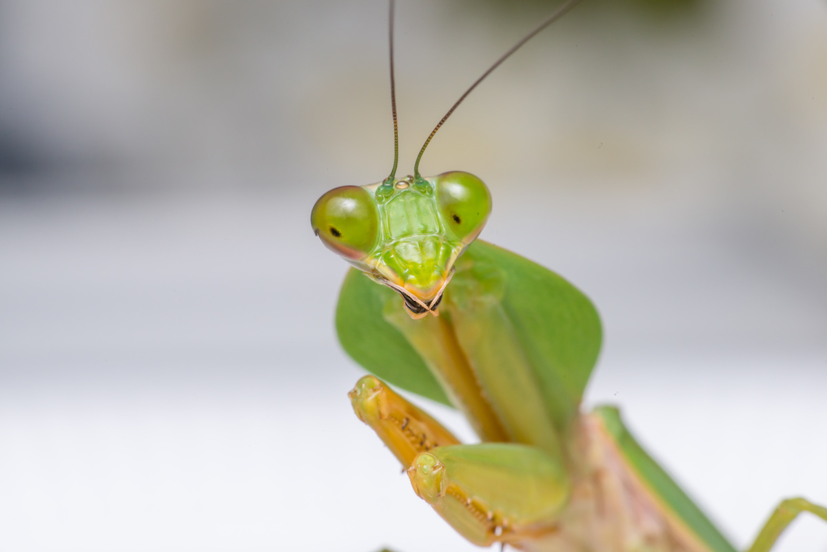 Praying-Mantis.jpeg