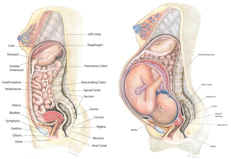 preg.jpg