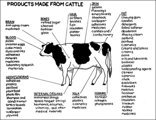products-made-from-cattle.webp