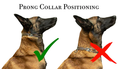 prong_collar_position.webp