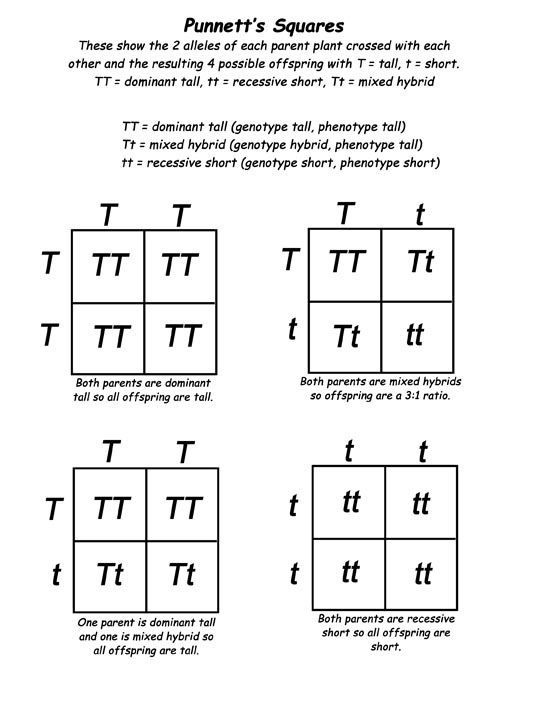 punnett squares.jpeg