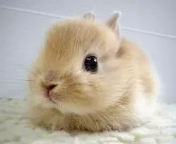 rabbit.webp
