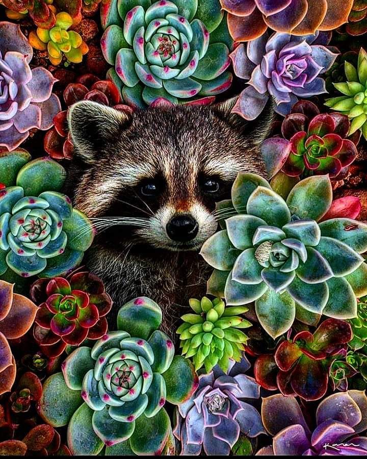 racoon.jpeg
