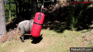 rambro.gif