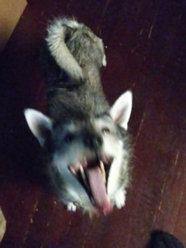 Rascal disagrees 2.jpg