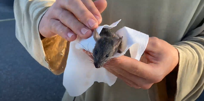 Rat.png