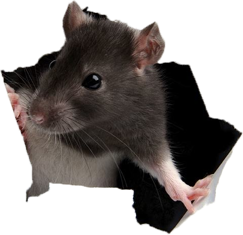 rat.png
