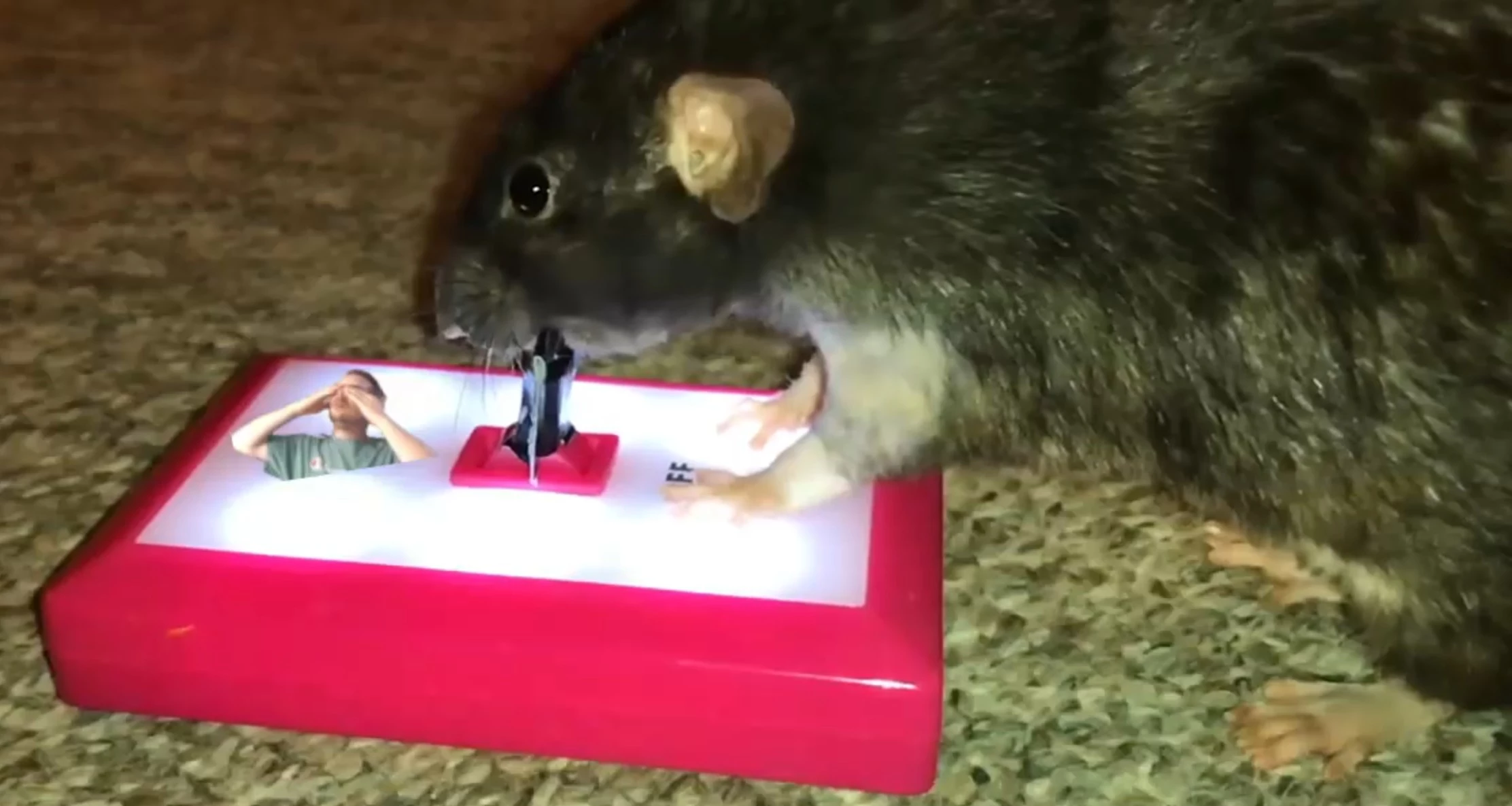 rat.webp