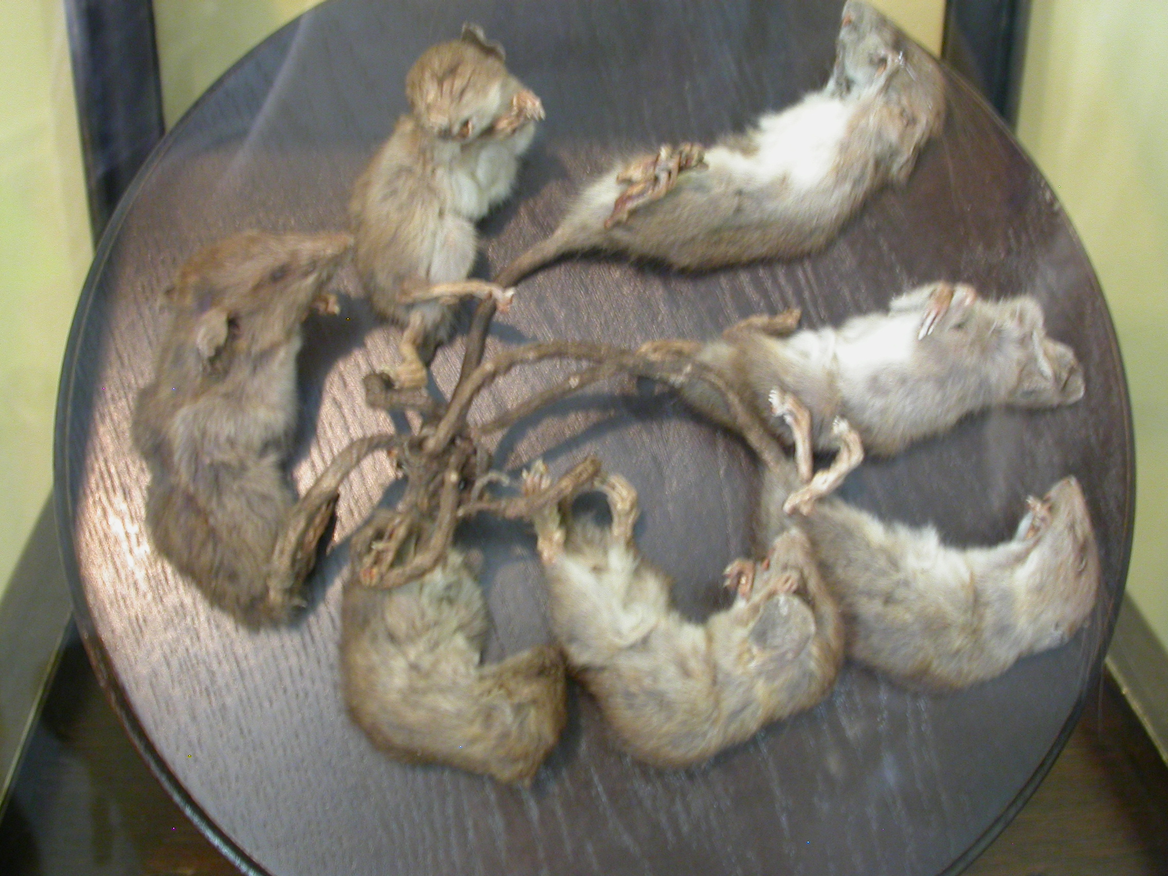 rat_king_2.jpeg