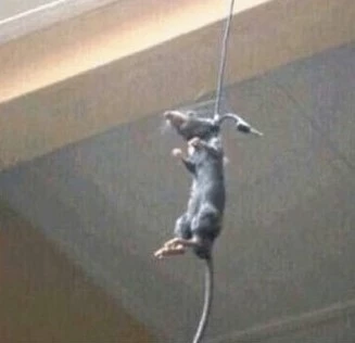 RATATTOUILE RAT.webp