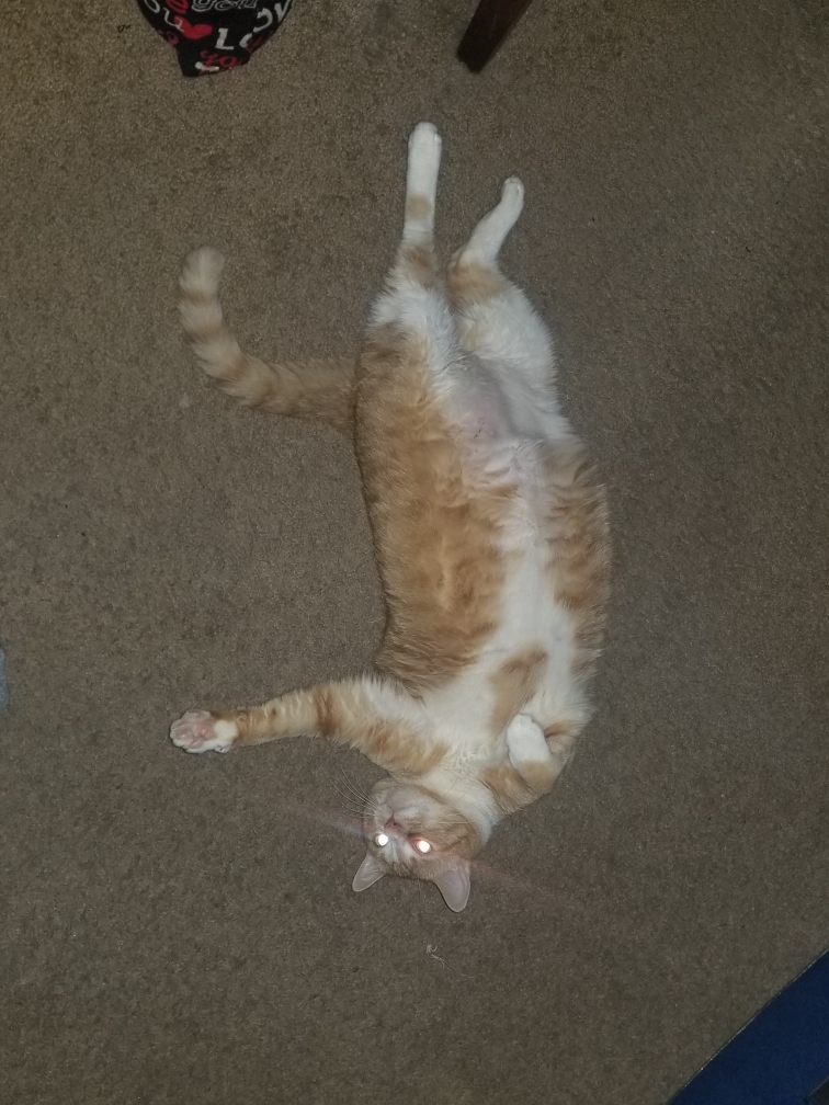 Resized_20190312_081759.jpeg