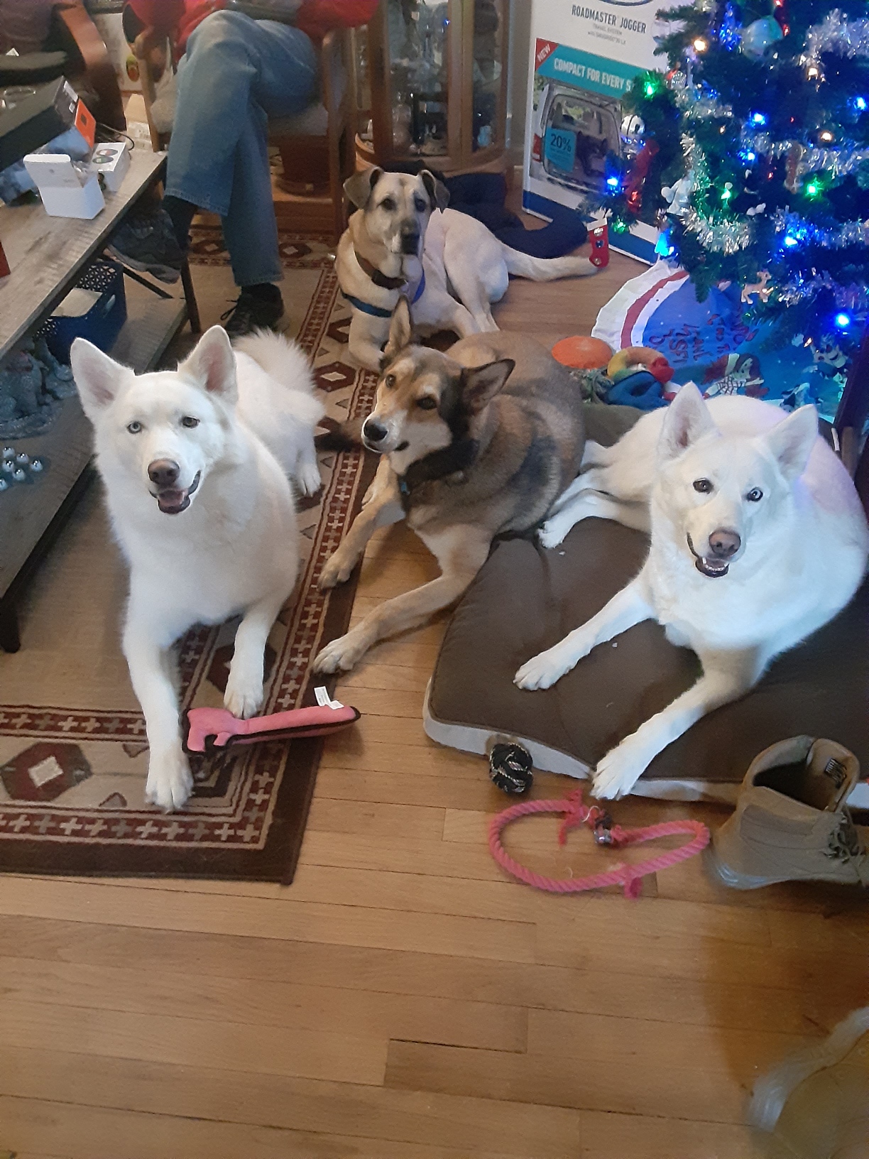 Resized_20191225_160443.jpeg