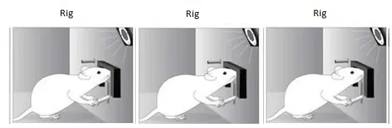 riggeddewd.webp