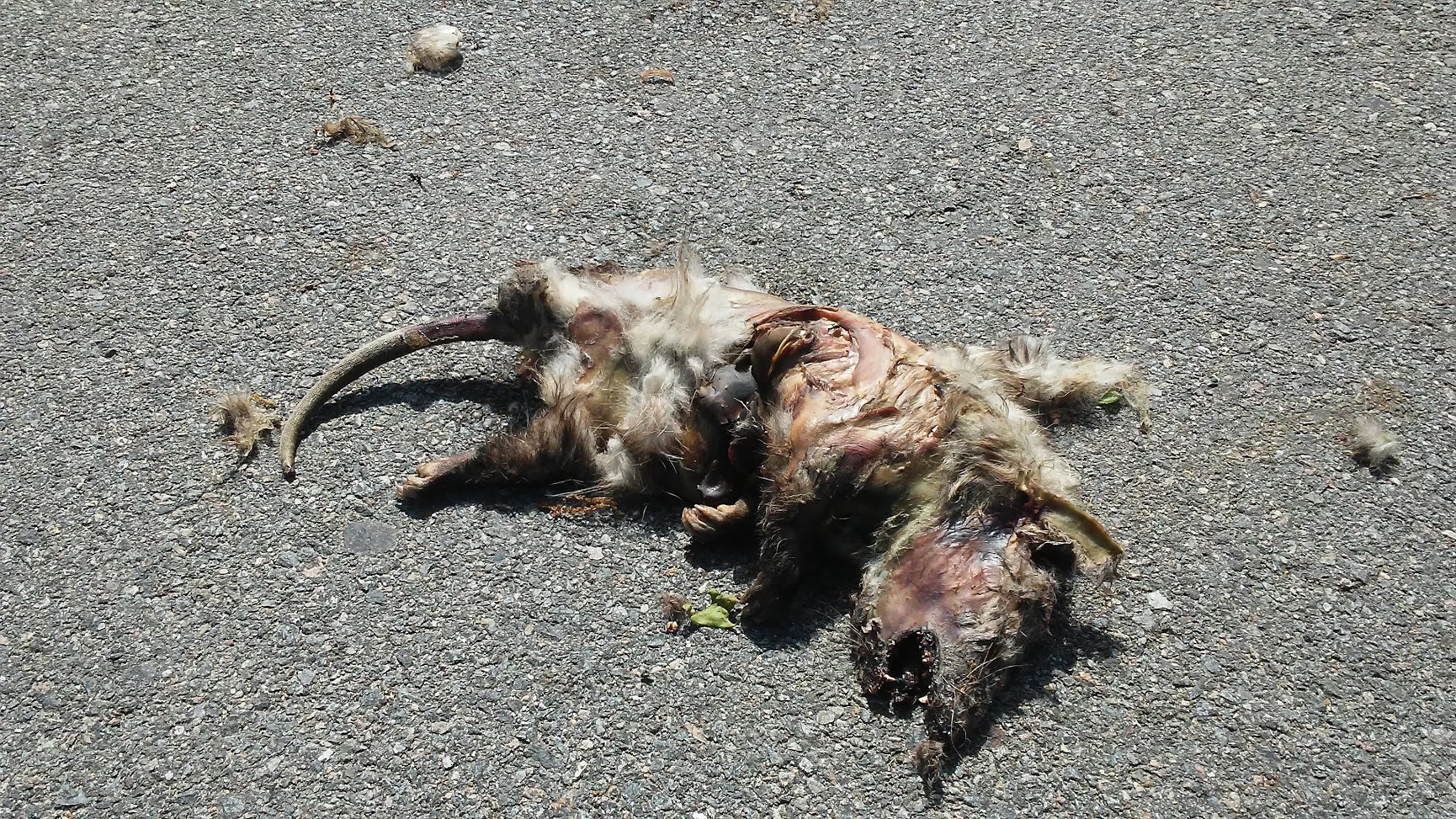 roadkill 2.jpg