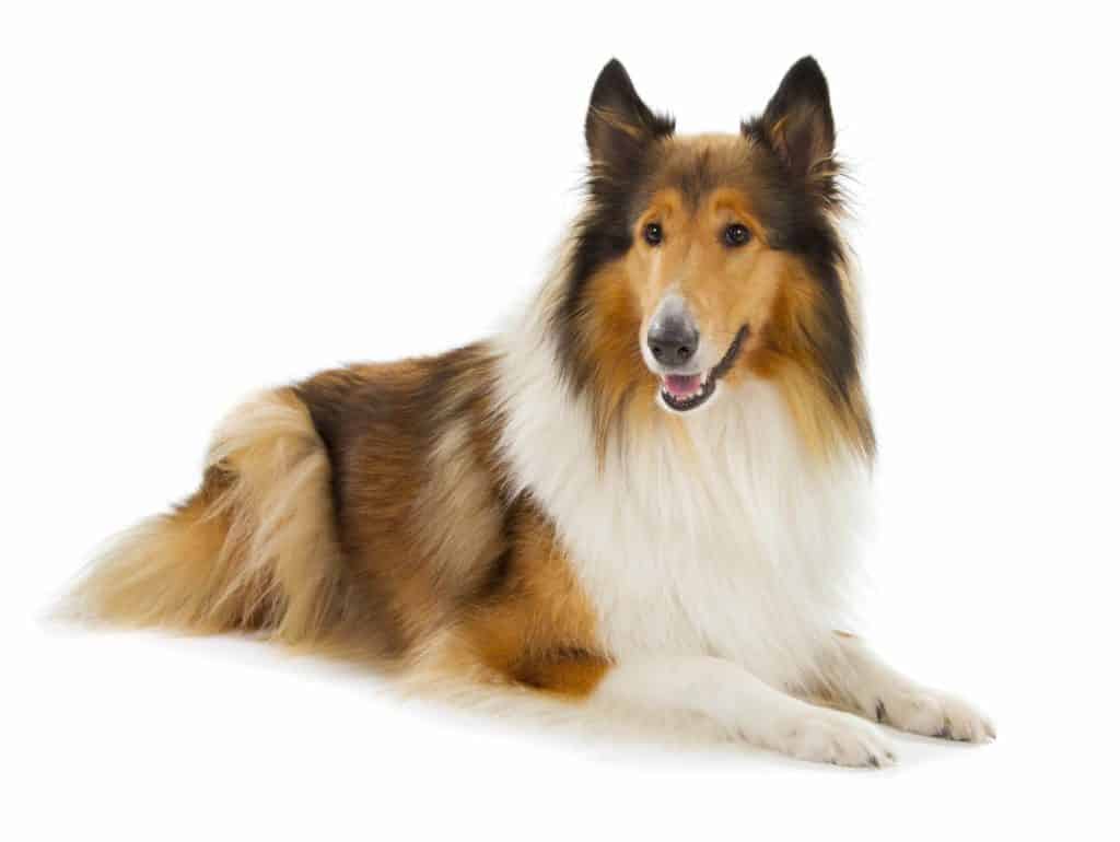 rough-collie-1024x770.jpeg