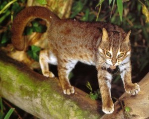 rusty-spotted-cat.jpeg